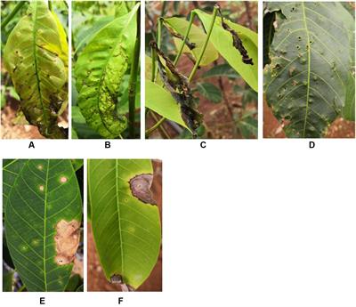 Pathogenic Adaptations Revealed by Comparative Genome Analyses of Two Colletotrichum spp., the Causal Agent of Anthracnose in Rubber Tree